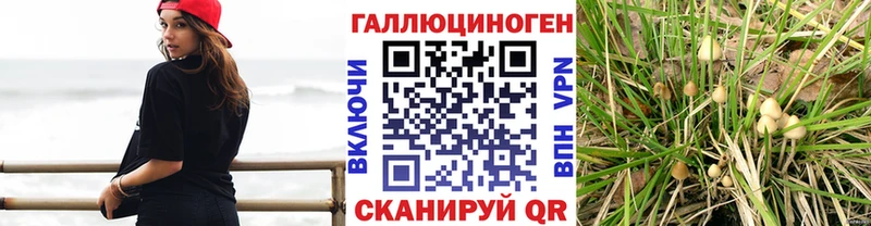 Псилоцибиновые грибы Cubensis Курлово
